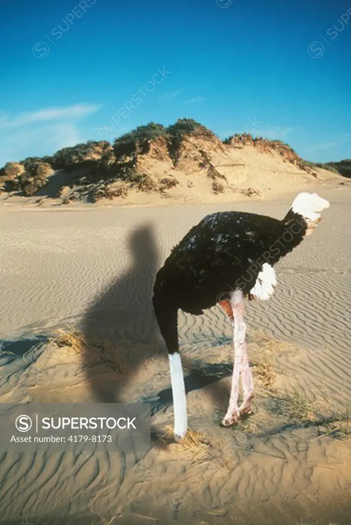Ostrich with Head buried in Sand, **digital composite**