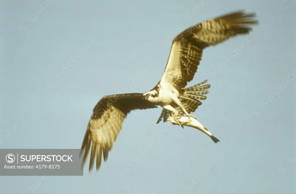 Osprey in Flight with Fish (Pandion haliaetus) Everglades NP/FL