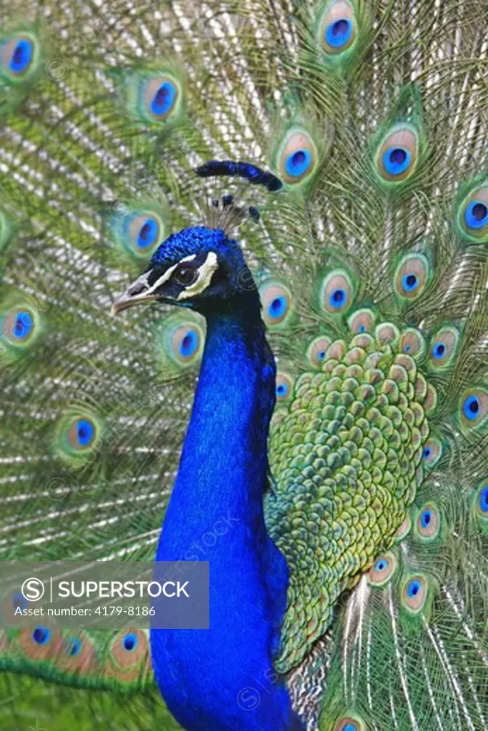 Peacock, Bronx Zoo, NY