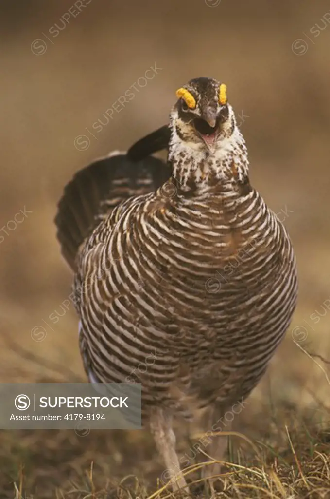Greater Prairie Chicken, male calling out from lek (Tympanuchus cupido), E. CO