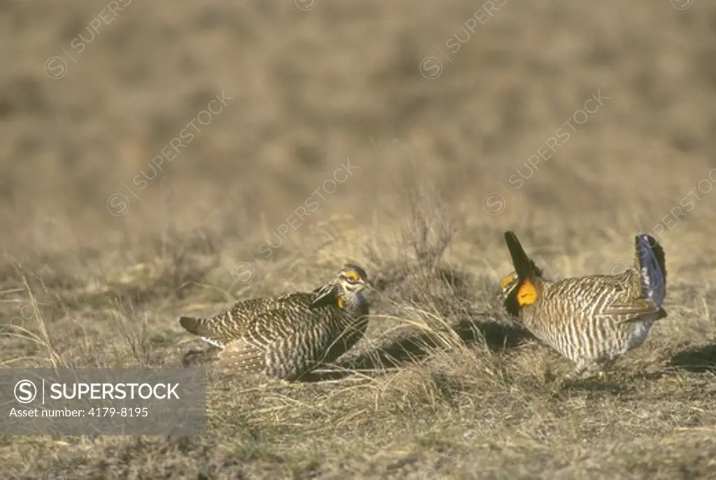 Greater Prairie Chicken, rival males face off (Tympanuchus cupido), E. CO, Colorado