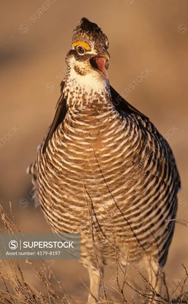 Greater Prairie Chicken, early a.m. call on the lek, (Tympanuchus cupido), E. CO