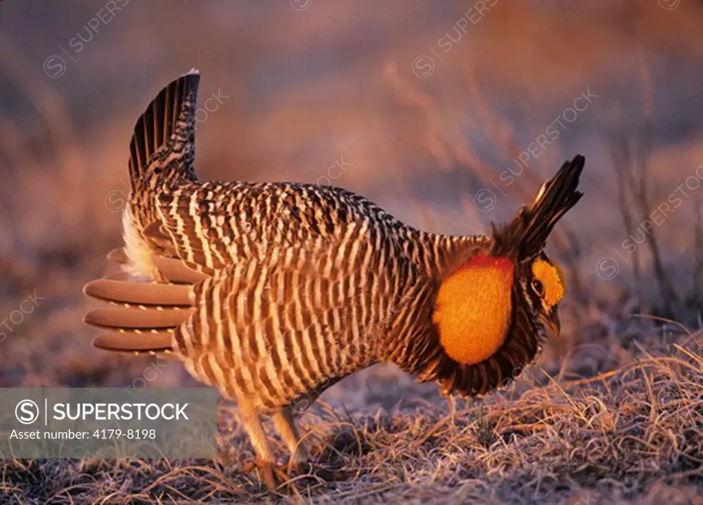 Greater Prairie Chicken, displaying male (Tympanuchus cupido), E. CO