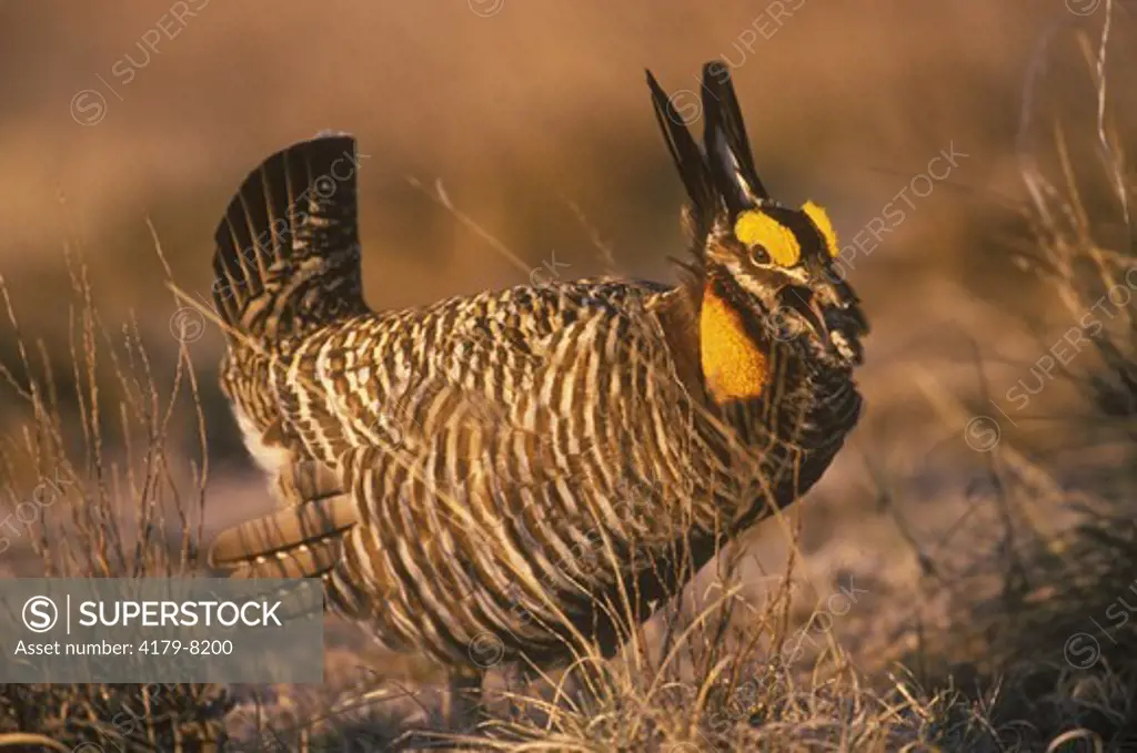 Greater Prairie Chicken, early morning call (Tympanuchus cupido), E. CO