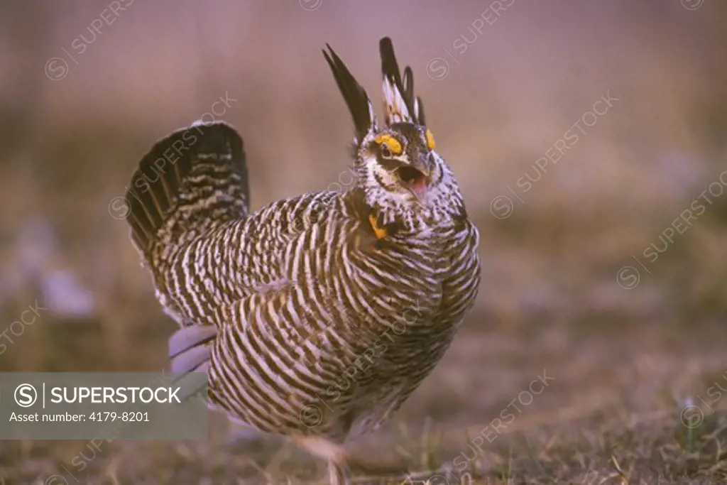 Greater Prairie Chicken, calling male (Tympanuchus cupido), E. CO