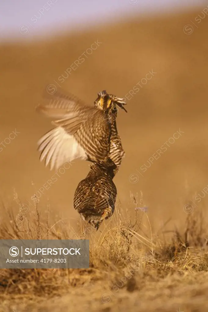 Greater Prairie Chicken, rival males fighting, (Tympanuchus cupido), E. CO