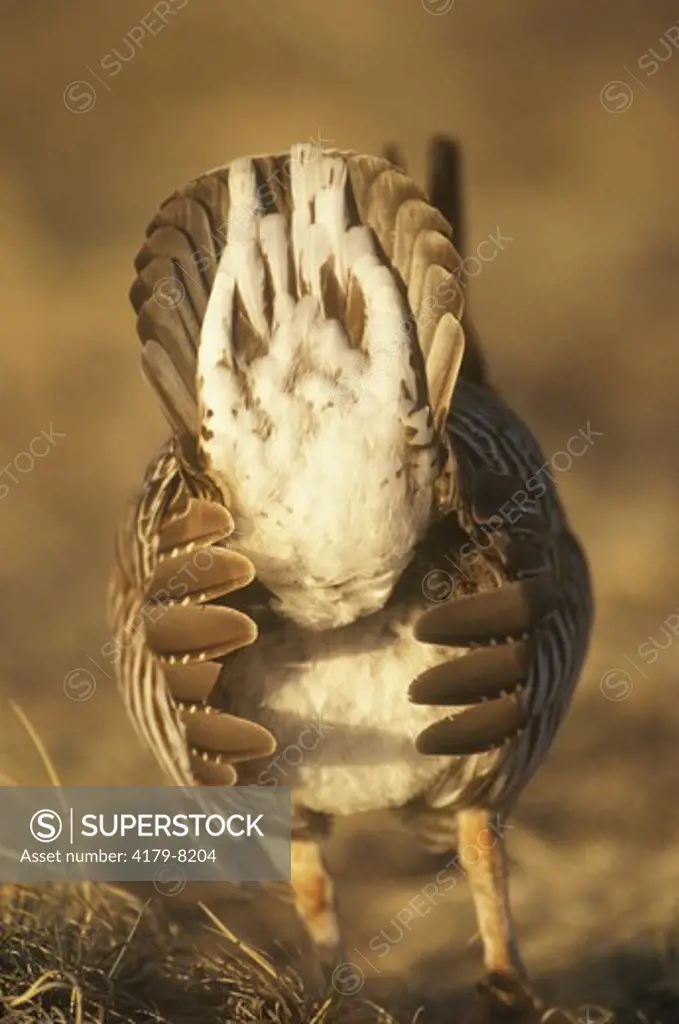Greater Prairie Chicken, backside of displaying male, (Tympanuchus cupido), E. CO