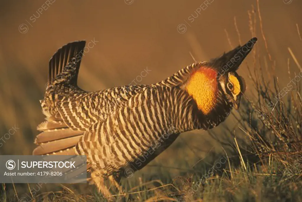 Greater Prairie Chicken, displaying male, (Tympanuchus cupido), E. CO