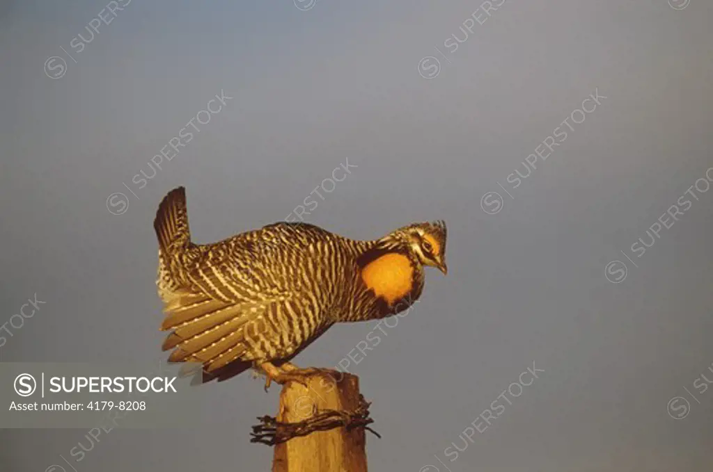 Greater Prairie Chicken, displaying m. on Fencepost (Tympanuchus cupido), E. CO