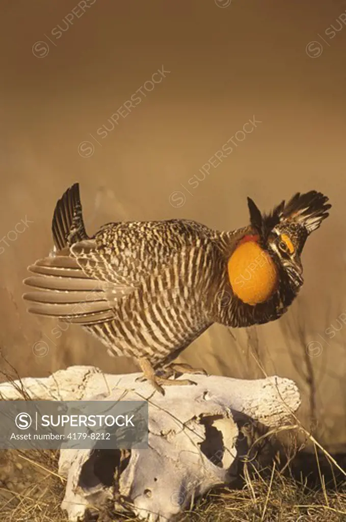 Greater Prairie Chicken displaying on Steer Skull (Tympanuchus cupido), E. CO