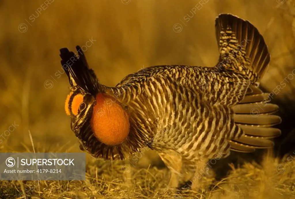 Greater Prairie Chicken displaying (Tympanuchus cupido), E. CO