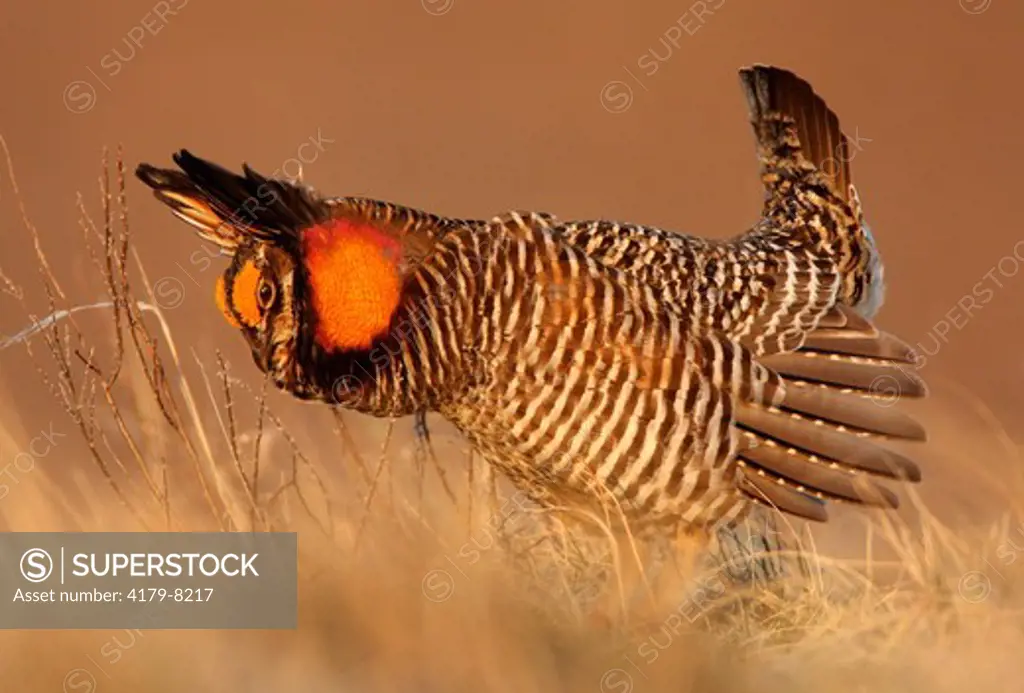 Greater Prairie Chicken (Tympanuchus pallidicinctus) Eastern Colorado