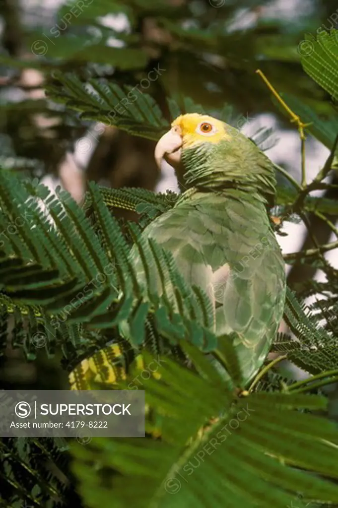 Yellow-Headed Parrot (Amazona ochrocephala) Belize/Central America