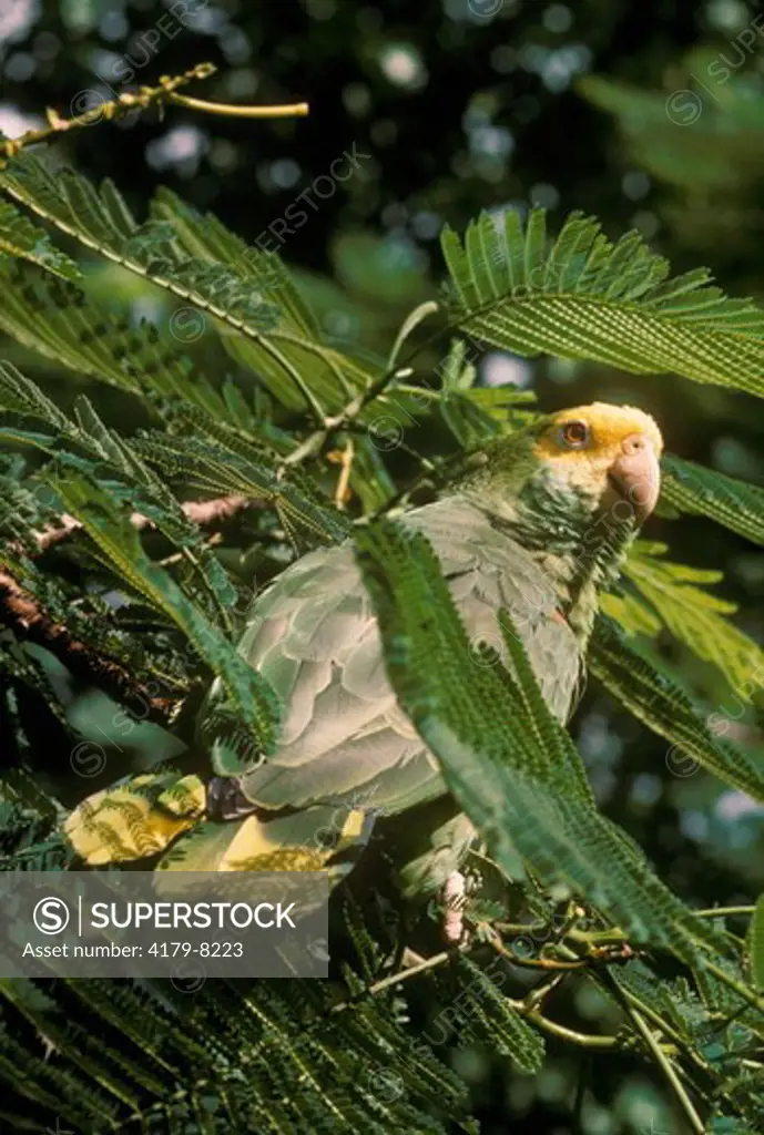 Yellow-Naped Amazon Parrot (Amazona ochrocephala) Belize/CA Central America