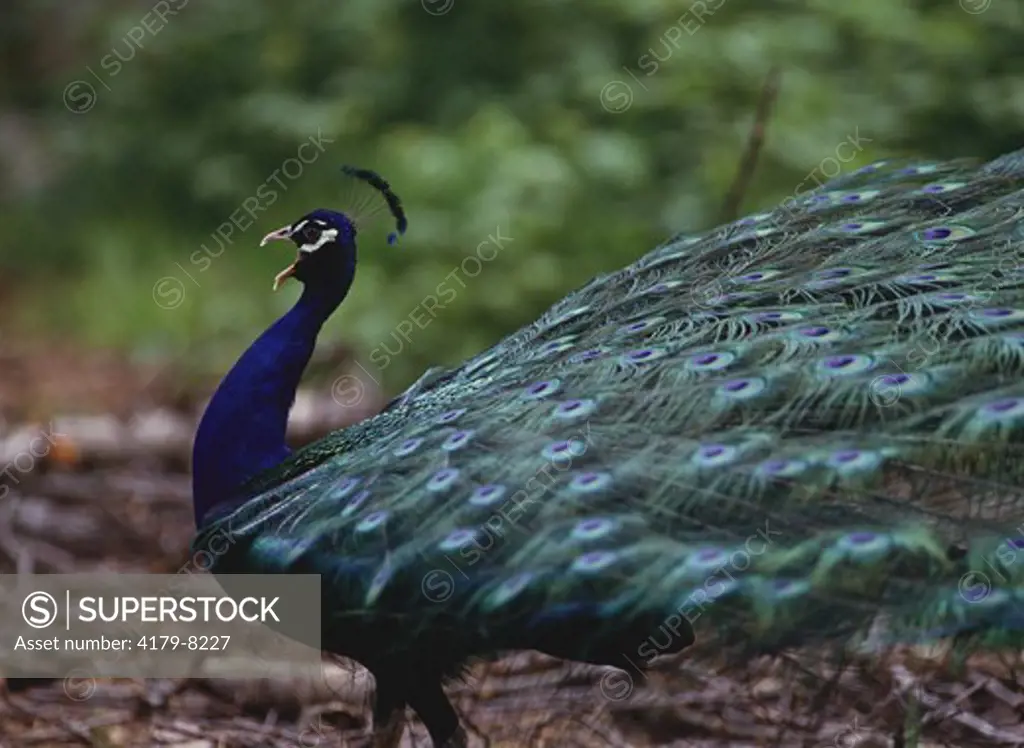 Black Diamond Peacock Washington