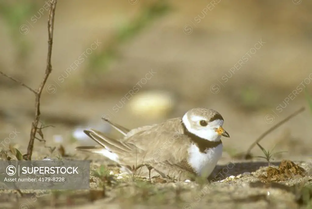 Piping Plover (Charadrius melodus) Lake of the Woods, MN