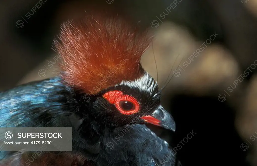 Crested Wood Partridge (Rollulus roulroul) Borneo      IC