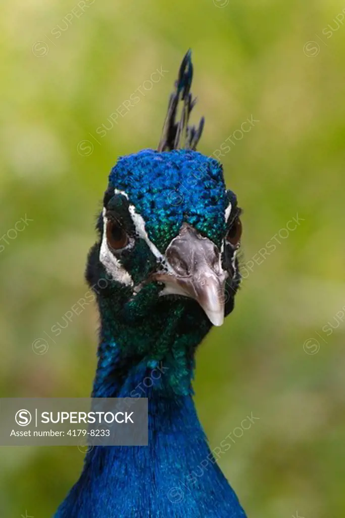 Peacock (Pavo cristatus) captive. Brownsville, Texas