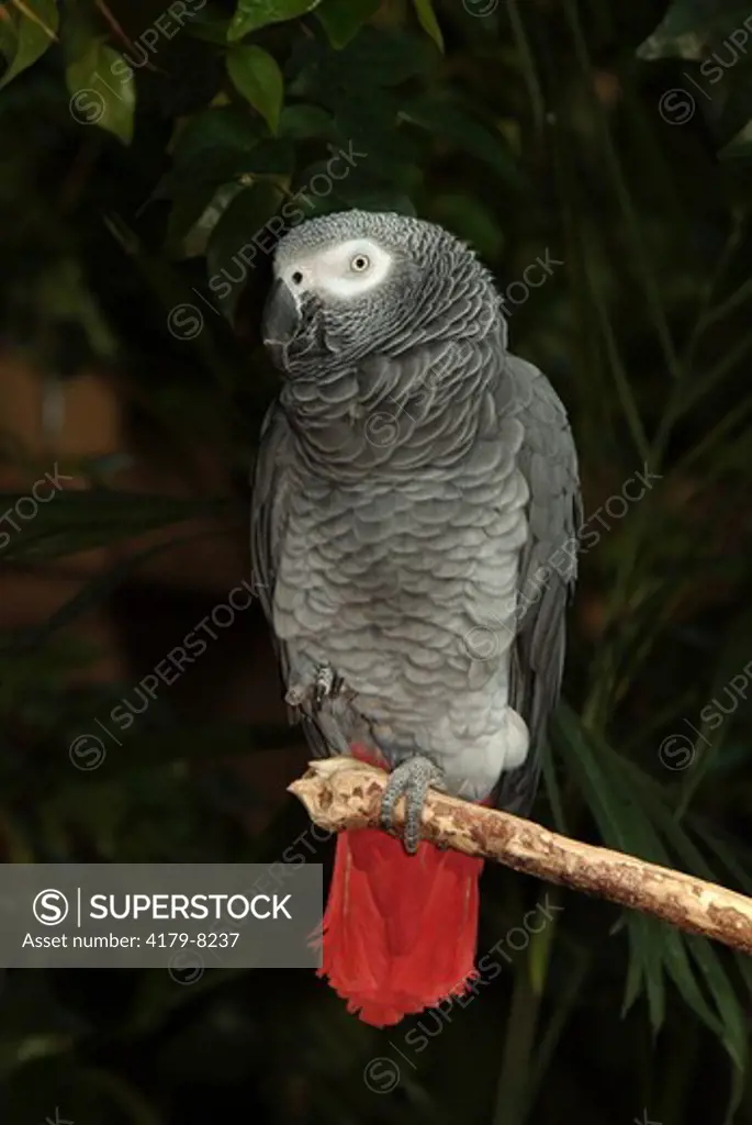 African Gray Parrot (Psittacus erithacus) Vancouver Canada
