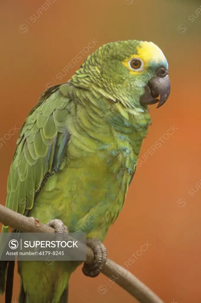 Blue-fronted Amazon Parrot (Amazona aestiva), Pantanal, Brazil