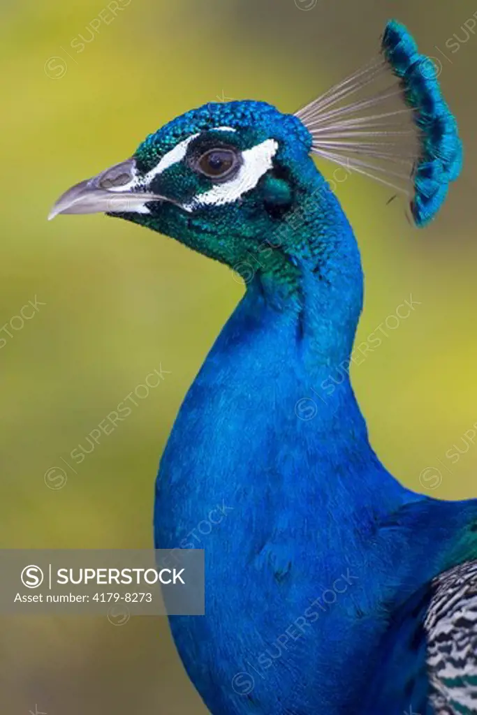 Indian Peafowl male (Pavo cristatus), native to India
