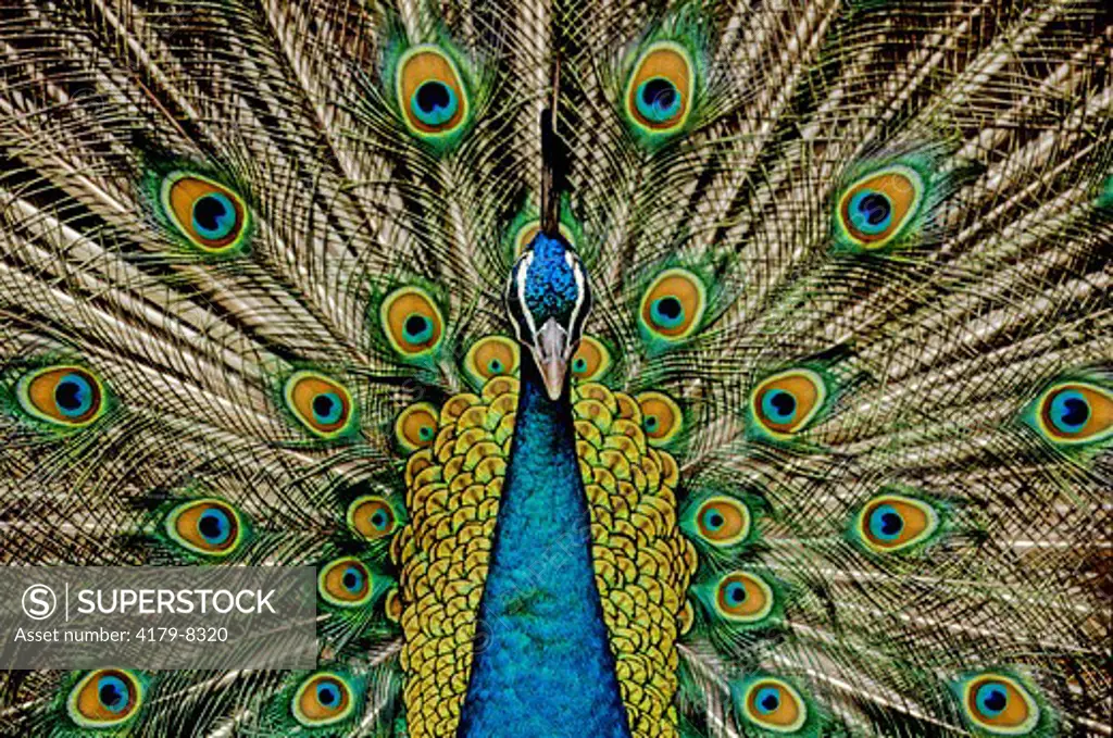 Peacock  (Pavo Cristatus) India