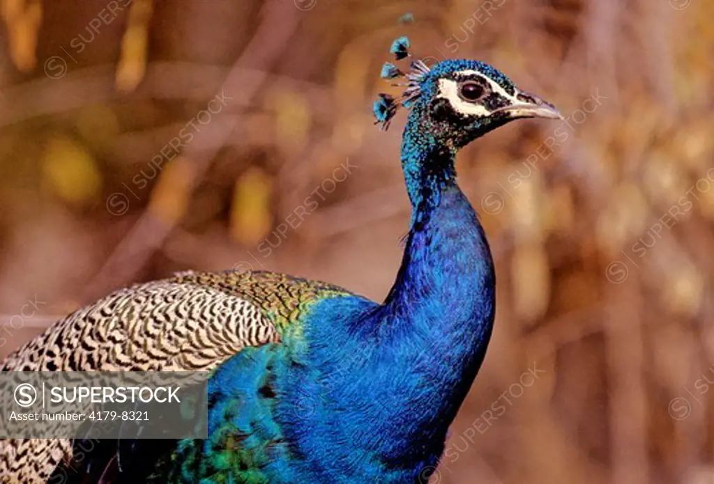 Peacock (Pavo Cristatus) India