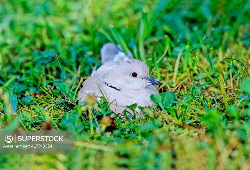 Eurasian Collared Dove (Streptopelia Decaocto)