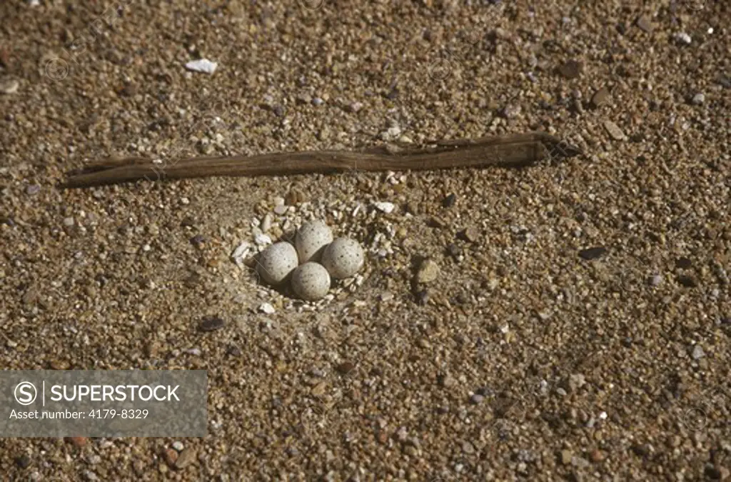 Piping Plover nest w/ eggs (Charadrius melodus) on sandbar, MO river, S. Dakota near Yankton