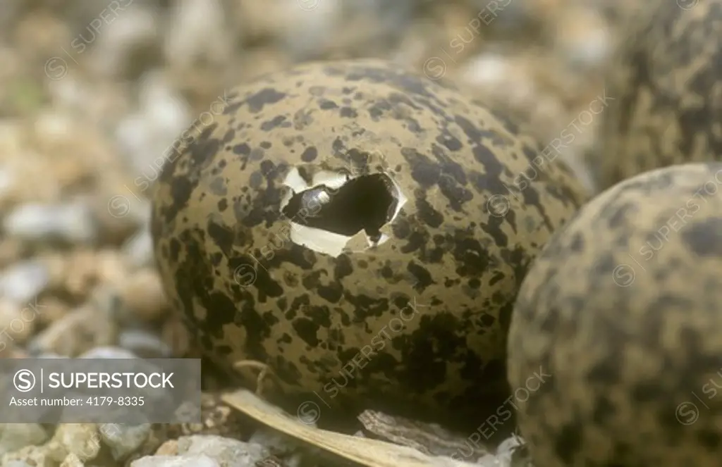 Crowned Plover Egg hatching (Vanellus coronatus), Londolozi GR, Trsvl., RSA