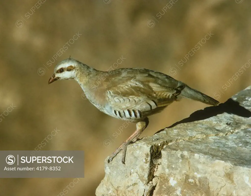 Chukar Partridge young (Alectoris chukar) Israel Negev Desert