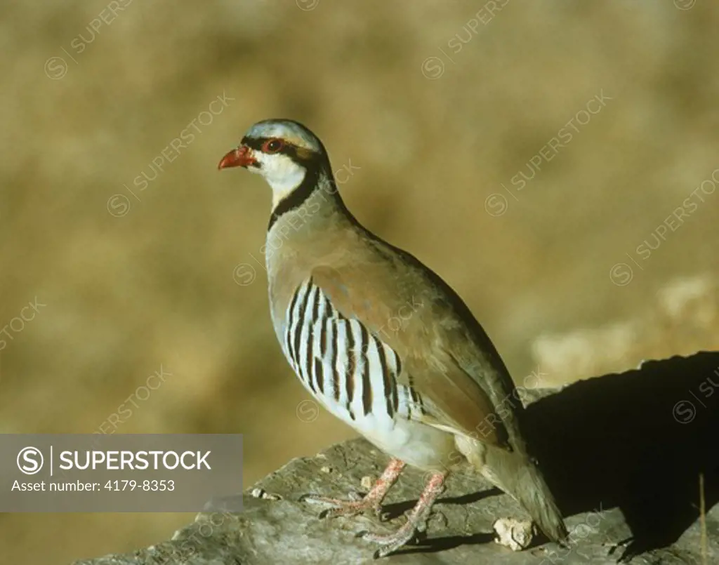 Chukar Partridge adult (Alectoris chukar) Israel, Negev Desert