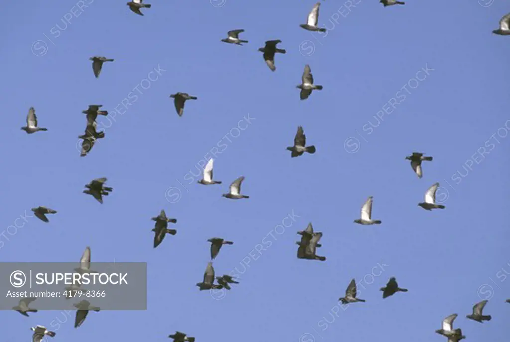 Pigeons aka Rock Doves in flight, Autumn, Fairbanks, AK, Alaska