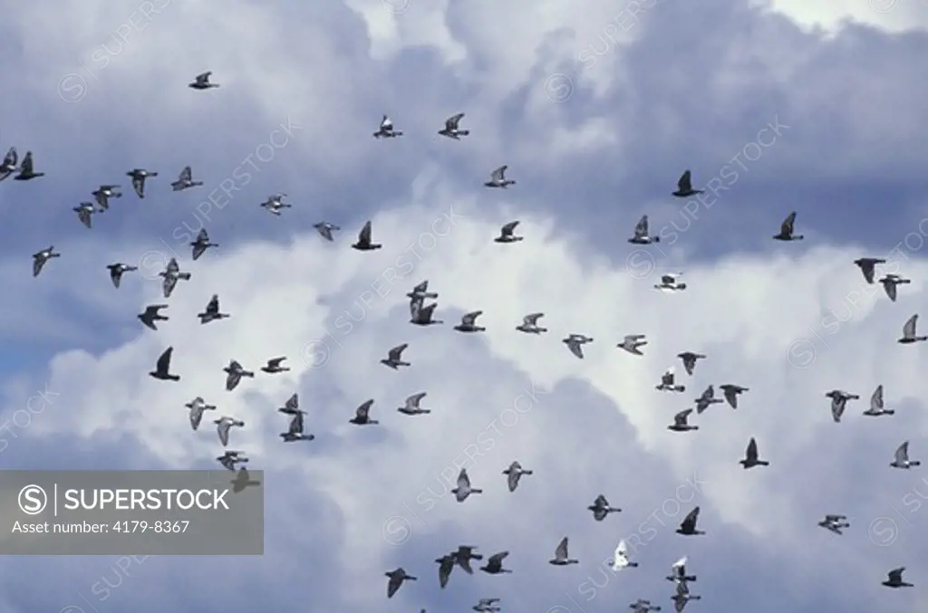 Pigeons aka Rock Doves in flight, Autumn, Fairbanks, AK
