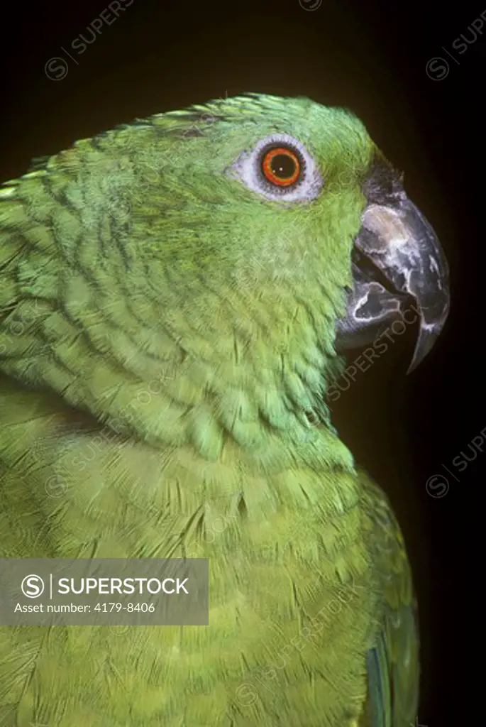 Yellow-Naped Amazon Parrots (Amazona ochrocephala) Fresno Zoo/CA