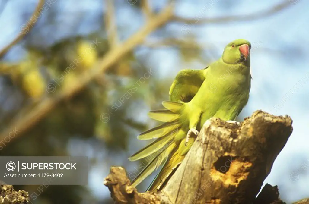 Rose-Ringed Parakeet on nest (Psittacula krameri) S. India