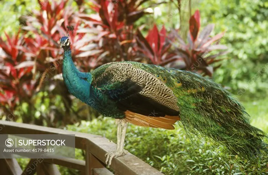 Peacock, Lake Gardens Bird Park, Kuala Lumpur, Malaysia