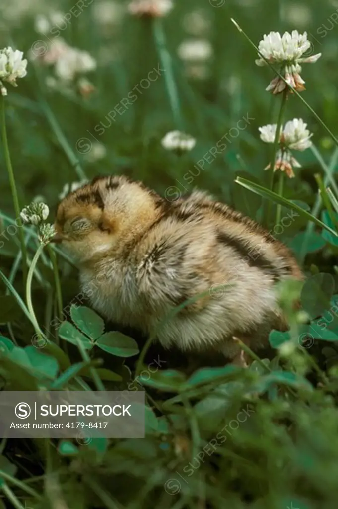 Ringnecked Pheasant Chick (Phasianus colchicus) Sleeping