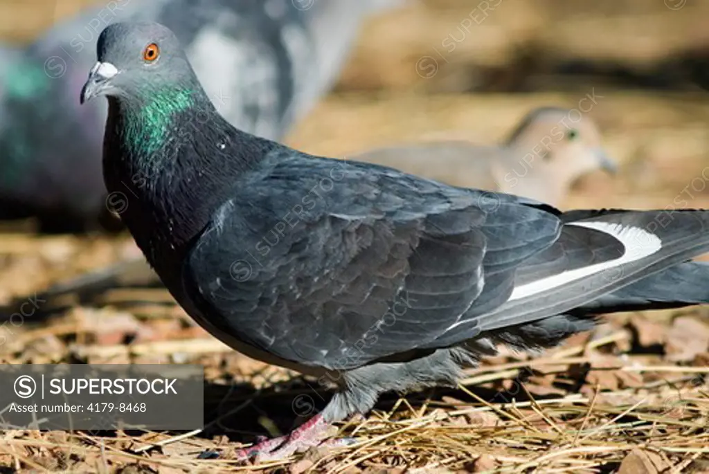 Rock Pigeon (Columba livia) Tucson, AZ, Dec 2006