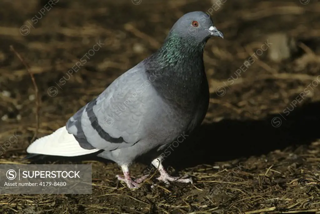 Rock Dove or Pigeon (Columba livia) Denver, Colorado