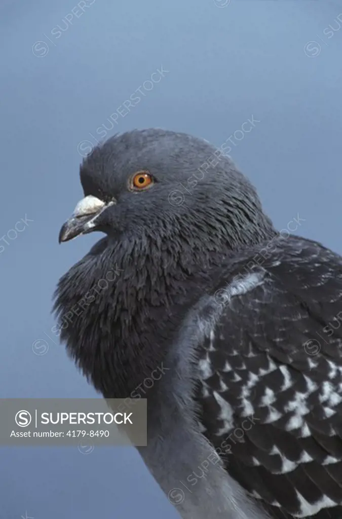 Rock Dove aka Pigeon (Columba livia) La Jolla, California