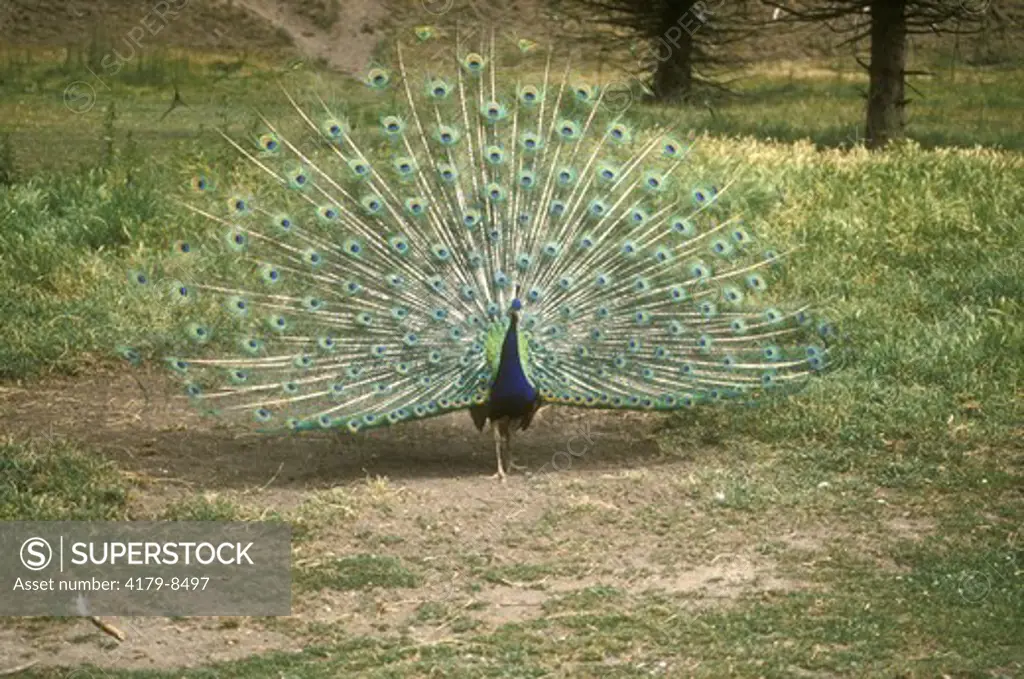 Peacock (Pavo cristatus) Sequim Game Farm, Washington