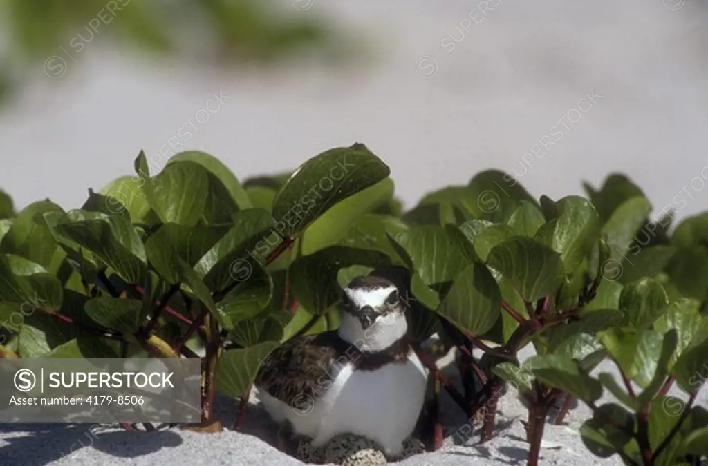 Wilson's Plover incubating Eggs (Charadrius wilsonia), Florida