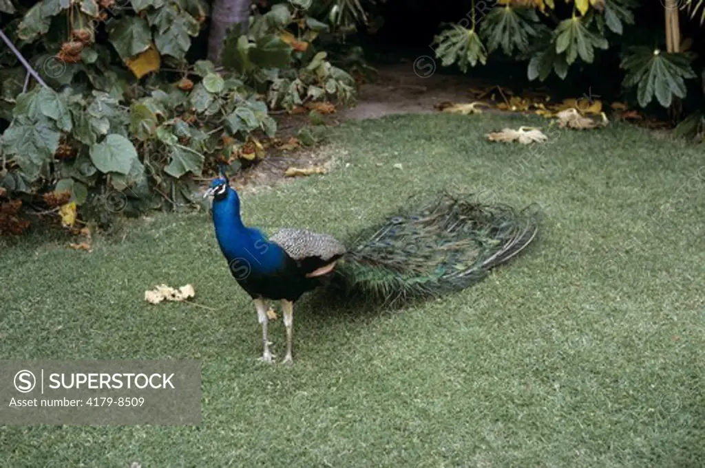 Peacock, San Diego Zoo, CA