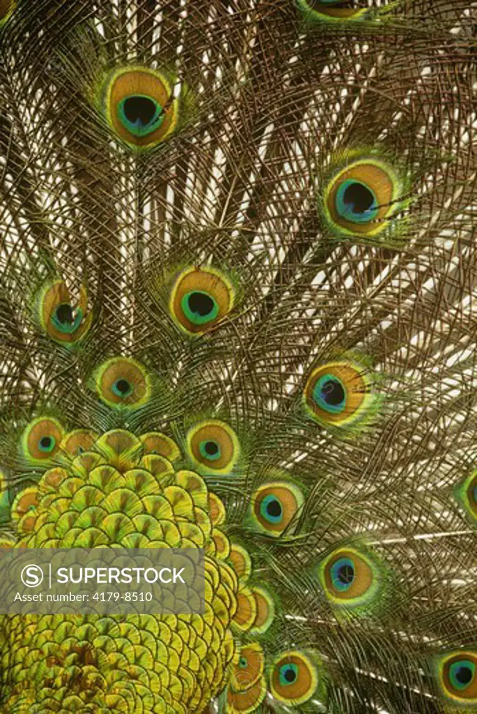 Close up of Peacock displaying