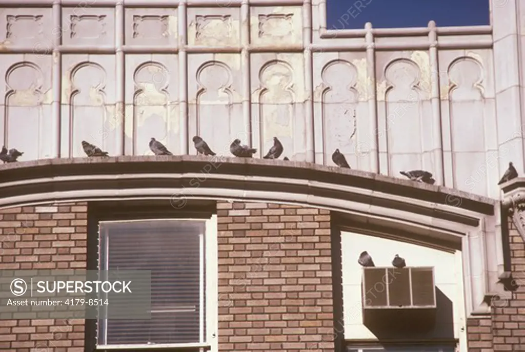 Pigeons, Rock Dove (Columba livia) Morristown, NJ