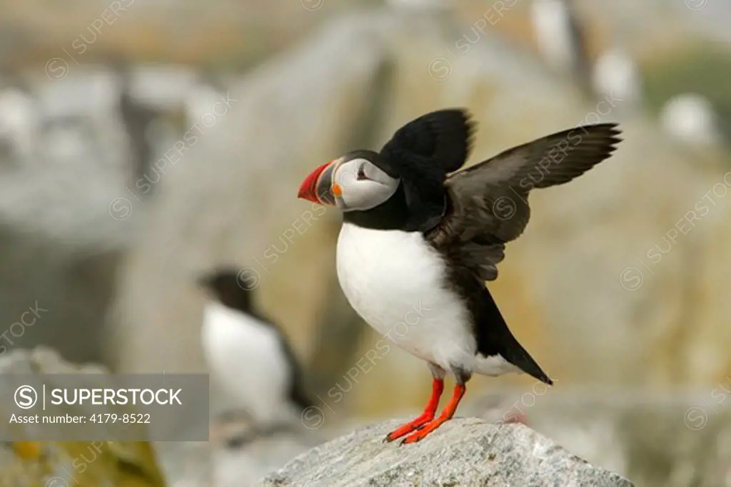 Atlantic Puffin (Fratercula arctica) Machias Seal Island, Atlantic Ocean off coast of Maine, USA - Adult in breeding plumage flapping / stretching wings standing on rocks by nest sites in colony