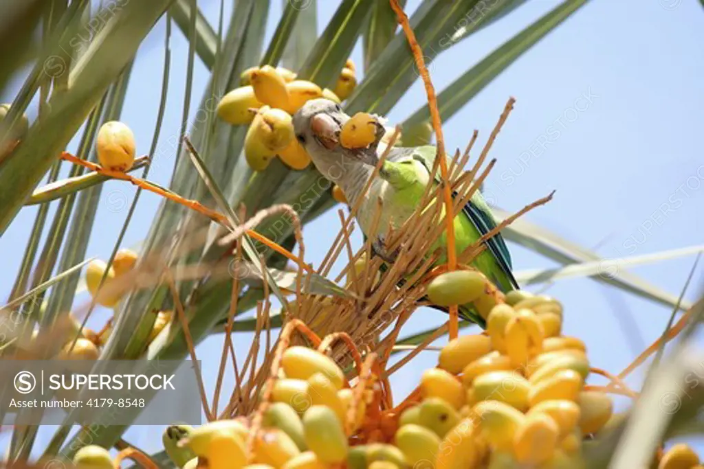 Monk Parakeet (Myiopsitta monachus) eating date palm on Fuerteventura, Canary Islands