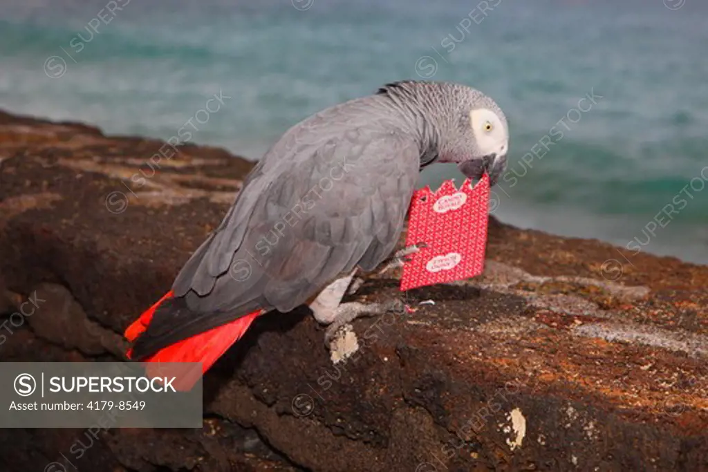 Gray Parrot (Psittacus erithacus) with playing card