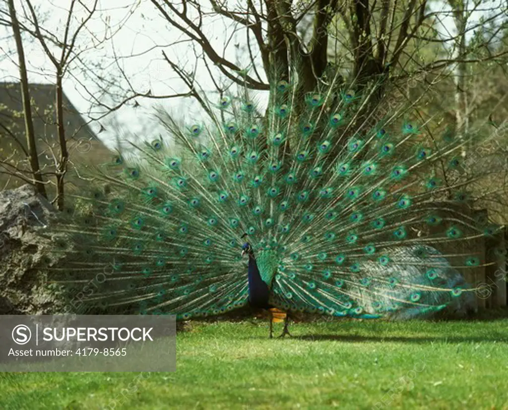Peacock Courting Display (Pavo cristatus) Germany